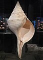 spindle shape – the sea snail Syrinx aruanus has the largest shell of any living gastropod.