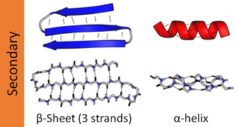 Protein secondary structure