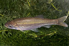 Squalius valentinus