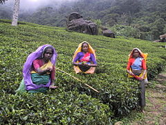 Le Pedro Tea Estate de Nuwara Eliya - Etape 9