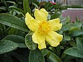 Hibercie Hibbertia scandens