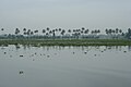 Kerala Backwaters at Dawn