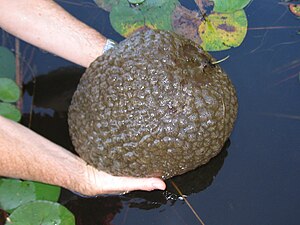 Eng Kolonie vu Pectinatella magnifica