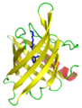 β-tynnyri RBP1:ssä (tynnyrin sisällä on retinoli)