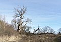 Stieleiche (Quercus robur) - Umfang 6,85 m, Höhe 19 m