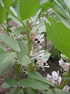 Fiùr de le fàe (Vicia faba)