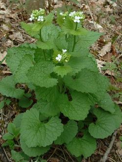 Alliaria petiolata