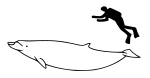 Blainville's beaked whale size