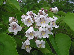 Paprastoji katalpa (Catalpa bignonioides)