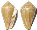 Conus guanche nitens Lauer, J., 1993