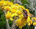 Jacobaea maritima