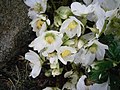 Helleborus niger 'Polyanthus' (8 janvier 2022)