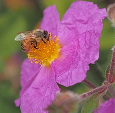 Apis mellifica en Cistus, en Oakland, California