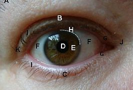 alt=A - wenkbrauw B - bovenooglid C - onderooglid D - pupil E - regenboogvlies (iris) F - oogwit (sclera) G - traanafvoerpunten met daartussen het tranenmeer H - rand van het hoornvlies (cornea), de limbus I - wimpers J - mediale ooghoek K - laterale ooghoek