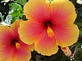 Hibiscus fotografato a Ischia (Golfo di Napoli)