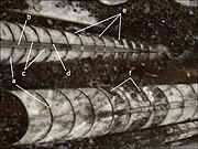 Sezione lucida di calcare a Orthoceras, dal Siluriano superiore-Devoniano inferiore di Erfoud (Marocco)[N 6]