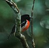 A Pacific Robin