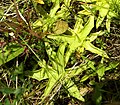 Tučnice (Pinguicula)