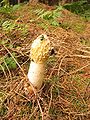 Phallus impudicus