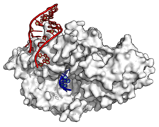 Y RNA