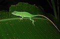 Anolis biporcatus (neotropical green anole)