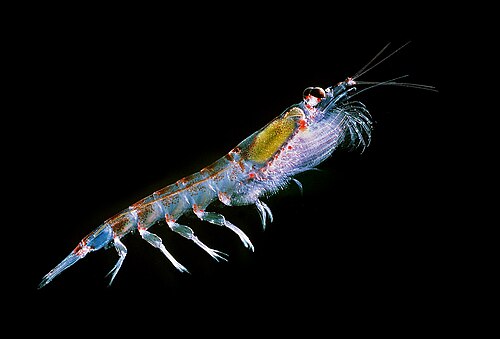 Antarctic krill