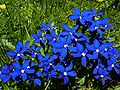 Bayerischer Enzian (Gentiana bavarica)