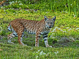 Katamotz gorria (Lynx rufus)