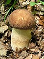 Hřib dubový Boletus reticulatus