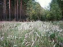 Calamagrostis epigejos