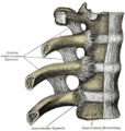 Costovertebral articulations. Anterior view.