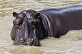 :Hippopotamus