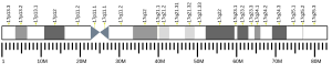 Chromosome 17 humain