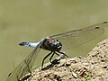 Odonata : Libellula depressa à L'Isle-Adam