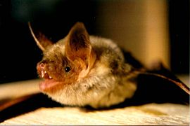 Grand murin (Myotis myotis)