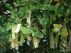 Pähkinämakadamia (Macadamia integrifolia)