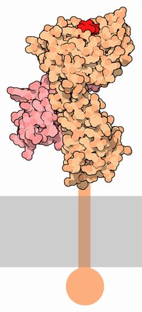 Thumbnail for Major histocompatibility complex