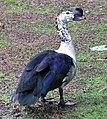 Pato-de-crista (Sarkidiornis melanotos)