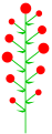 Determinate inflorescence with divergent maturation