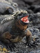 Iguane marin des Galapagos (Amblyrhynchus cristatus).