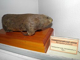 Забайкальський цокор (Myospalax psilurus)