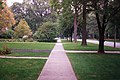 A "parkway" with street trees in Oak Park, Illinois