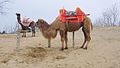 Two camels used for riding.