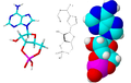 Cyclisch adenosinemonofosfaat