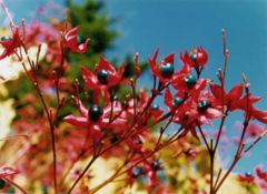 Clerodendrum trichotomum