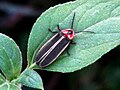 FireFly Lampyridae