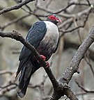 Papuan mountain pigeon