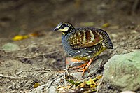 Photo of grey-bodied bird with brown and white striped wing and orange legs