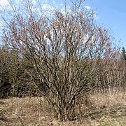 Plant in winter; Slovakia