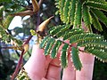 Miniatura para Acacia cornigera